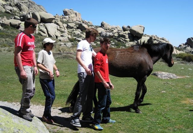 En El Yelmo se entretuvieron con los caballos